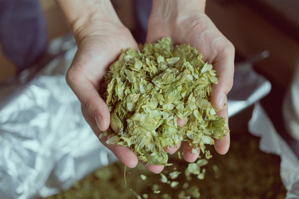 Hops: What Are They? History, Varieties, and Flavor Differences in Germany, the Home of Hops